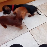 Dachshund (Standard & Miniature) - Both