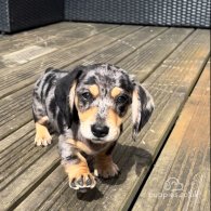 Dachshund (Standard & Miniature) - Both