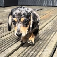 Dachshund (Standard & Miniature) - Both