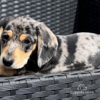 Dachshund (Standard & Miniature) - Both