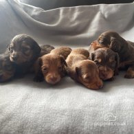 Dachshund (Standard & Miniature) - Both