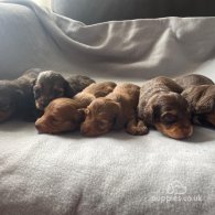 Dachshund (Standard & Miniature) - Both