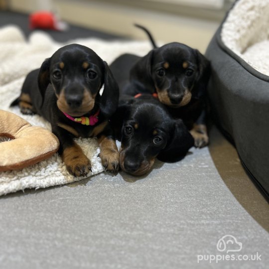 Dachshund (Standard & Miniature) - Both