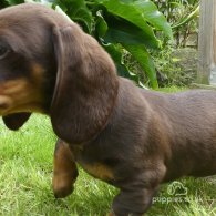 Dachshund (Standard & Miniature) - Both