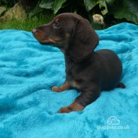 Dachshund (Standard & Miniature) - Both