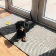 Dachshund (Standard & Miniature) - Both