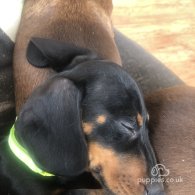 Dachshund (Standard & Miniature) - Both