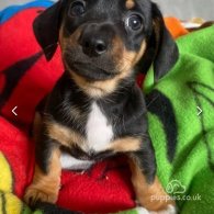 Dachshund (Standard & Miniature) - Both