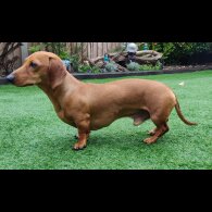 Dachshund (Standard &amp; Miniature)