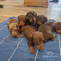 Dachshund (Standard & Miniature) - Both