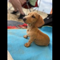 Dachshund (Standard &amp; Miniature) - Both