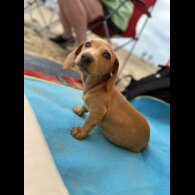 Dachshund (Standard &amp; Miniature) - Both