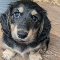 Dachshund (Standard & Miniature) - Both