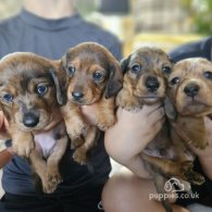 Dachshund (Standard & Miniature) - Both