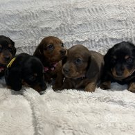 Dachshund (Standard & Miniature) - Both