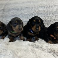 Dachshund (Standard & Miniature) - Both