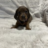 Dachshund (Standard & Miniature) - Both