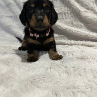 Dachshund (Standard & Miniature) - Both