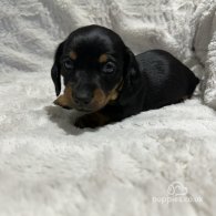 Dachshund (Standard & Miniature) - Both