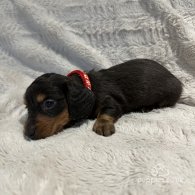 Dachshund (Standard & Miniature) - Both