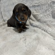 Dachshund (Standard & Miniature) - Both