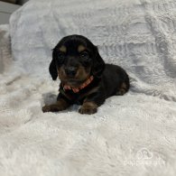 Dachshund (Standard & Miniature) - Both