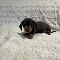 Dachshund (Standard & Miniature) - Both