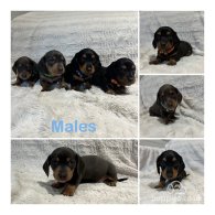 Dachshund (Standard & Miniature) - Both