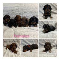 Dachshund (Standard & Miniature) - Both