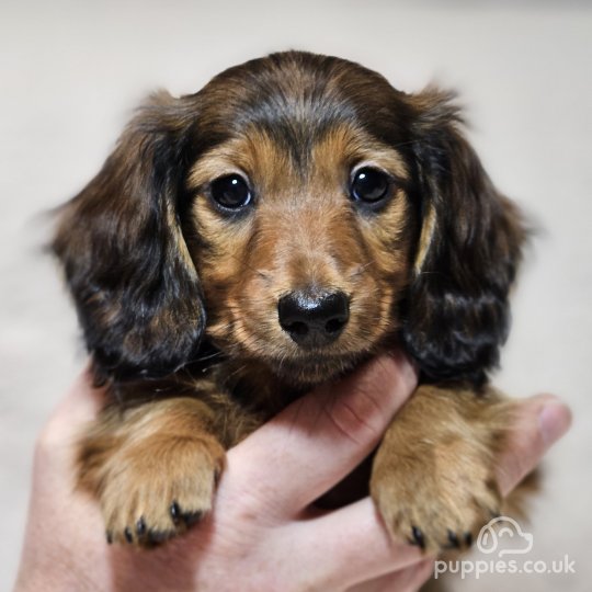 Dachshund (Standard & Miniature) - Both