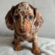 Dachshund (Standard & Miniature) - Both