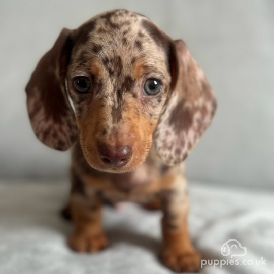 Dachshund (Standard & Miniature) - Both