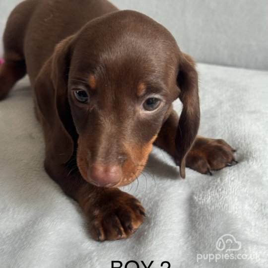 Dachshund (Standard & Miniature) - Both