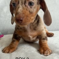 Dachshund (Standard & Miniature) - Both