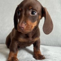 Dachshund (Standard & Miniature) - Both