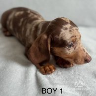 Dachshund (Standard & Miniature) - Both