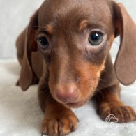 Dachshund (Standard & Miniature) - Both