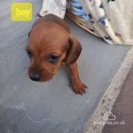 Dachshund (Standard & Miniature) - Both