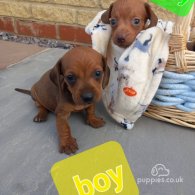 Dachshund (Standard & Miniature) - Both