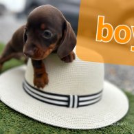 Dachshund (Standard & Miniature) - Both