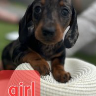 Dachshund (Standard & Miniature) - Both