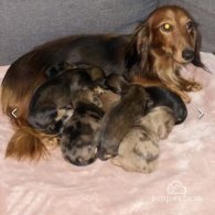 Dachshund (Standard & Miniature) - Dogs