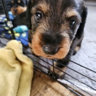 Dachshund (Standard & Miniature) - Both