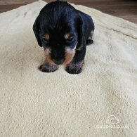 Dachshund (Standard & Miniature) - Both