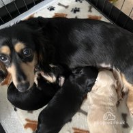 Dachshund (Standard & Miniature) - Both