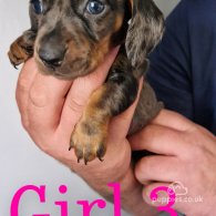 Dachshund (Standard & Miniature) - Both