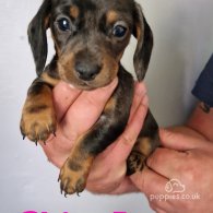 Dachshund (Standard & Miniature) - Both