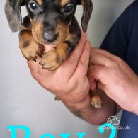 Dachshund (Standard & Miniature) - Both