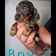 Dachshund (Standard & Miniature) - Both