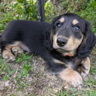 Dachshund (Standard & Miniature) - Both